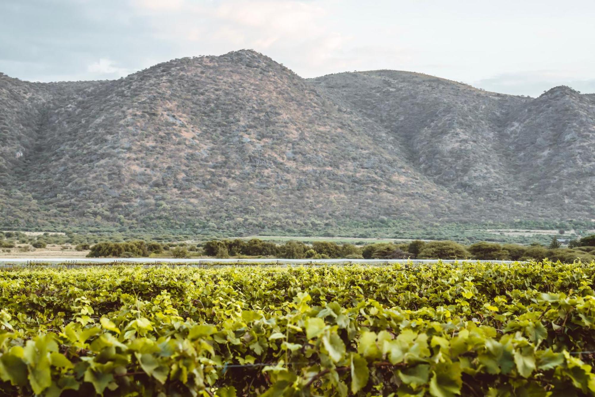 Otavi Vineyards Self-Catering & Camping Esterno foto